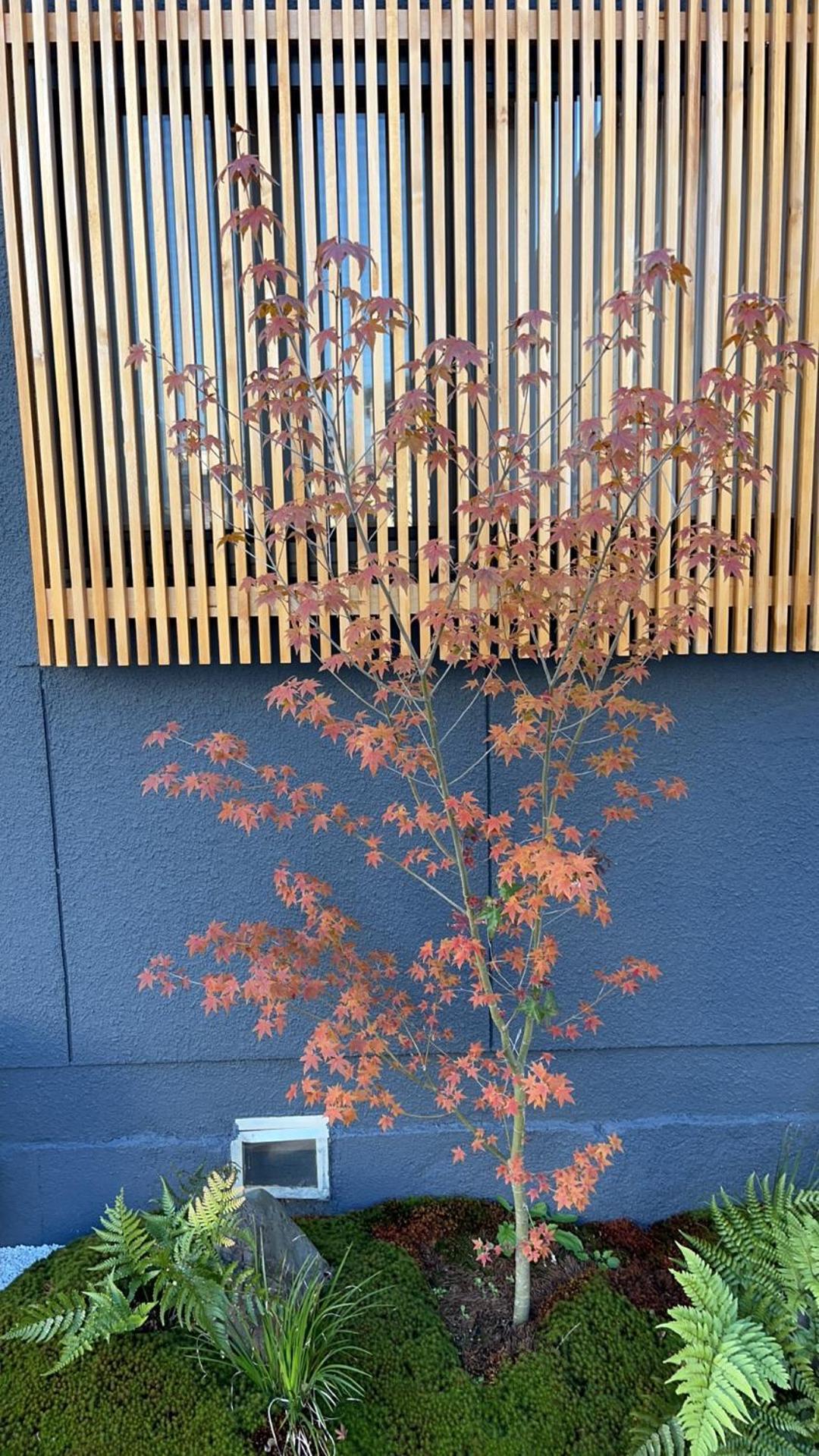 静雅の宿 Kyoto Exterior photo